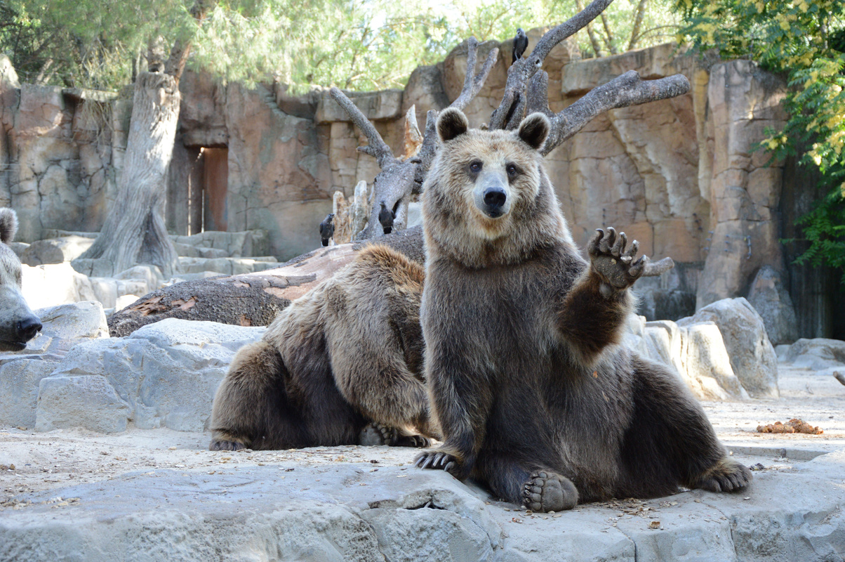 Bears in a Zoo